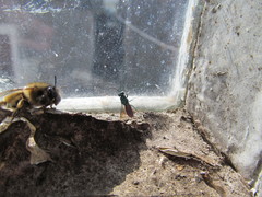 Chrysis terminata