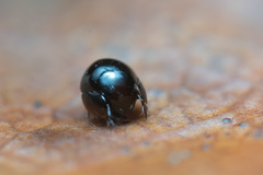 Galumnidae