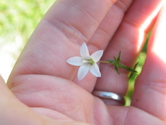 Wahlenbergia stellarioides