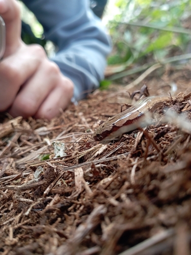 Hart's Glass Lizard, Dopasia formosensis