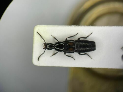 Beetle