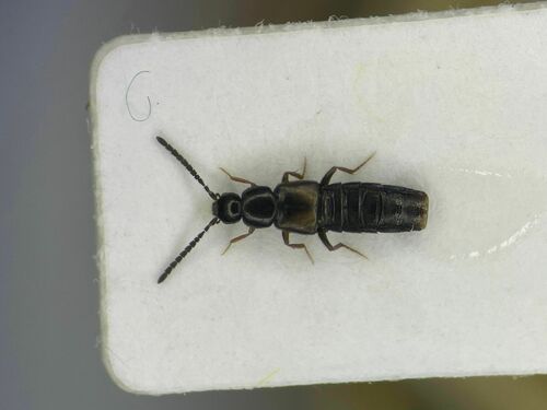 Rove beetle