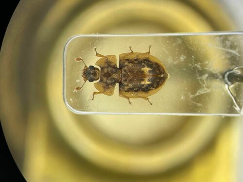 Lobiopa undulata