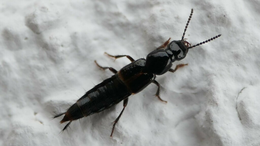 Quedius cinctus from 72160 Horb am NeckarAltheim, Deutschland on