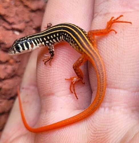 Ornate Scrub Lizard