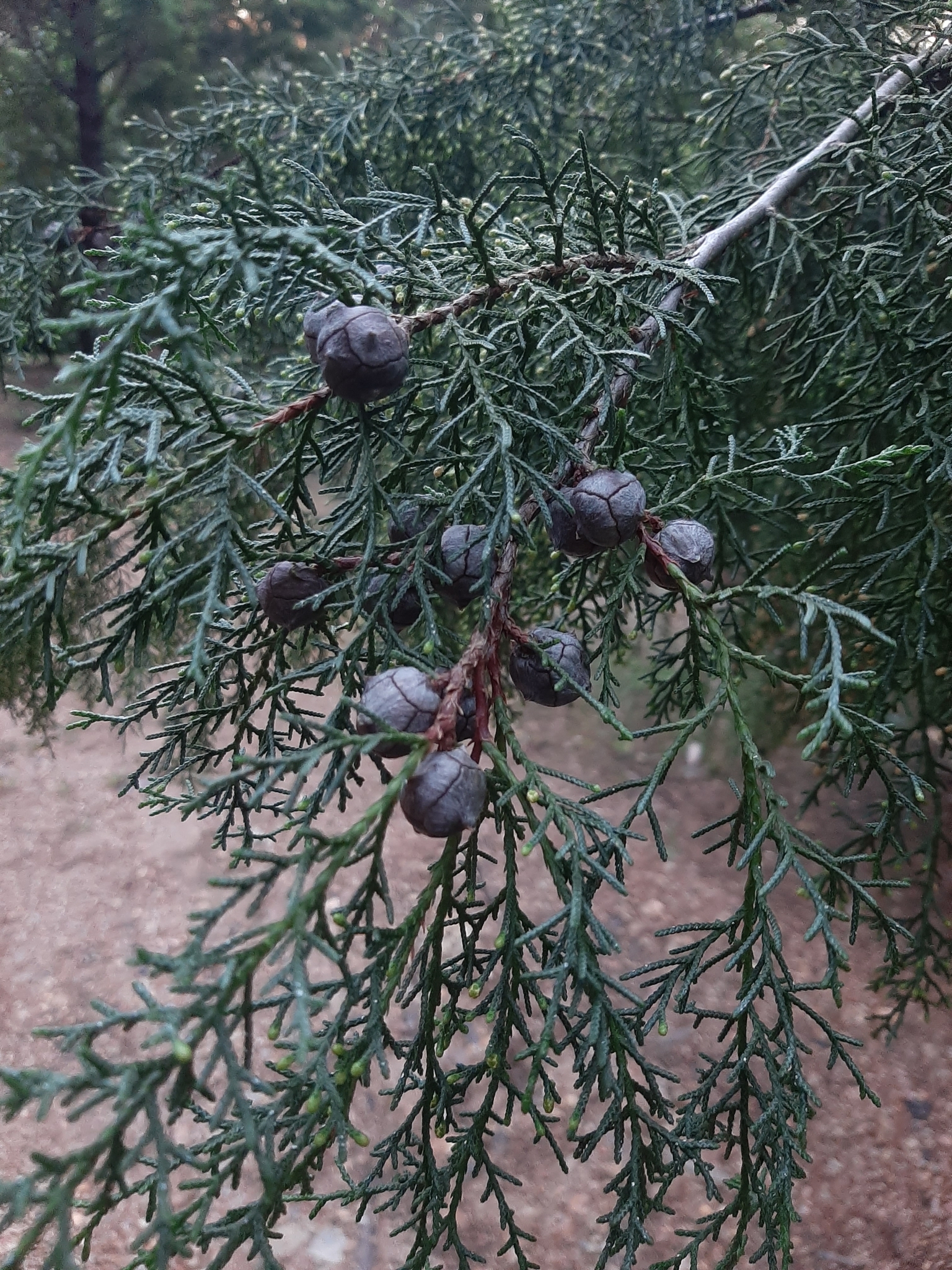 Imagem de Cedro-do-Buçaco