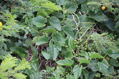 Cissus fragilis