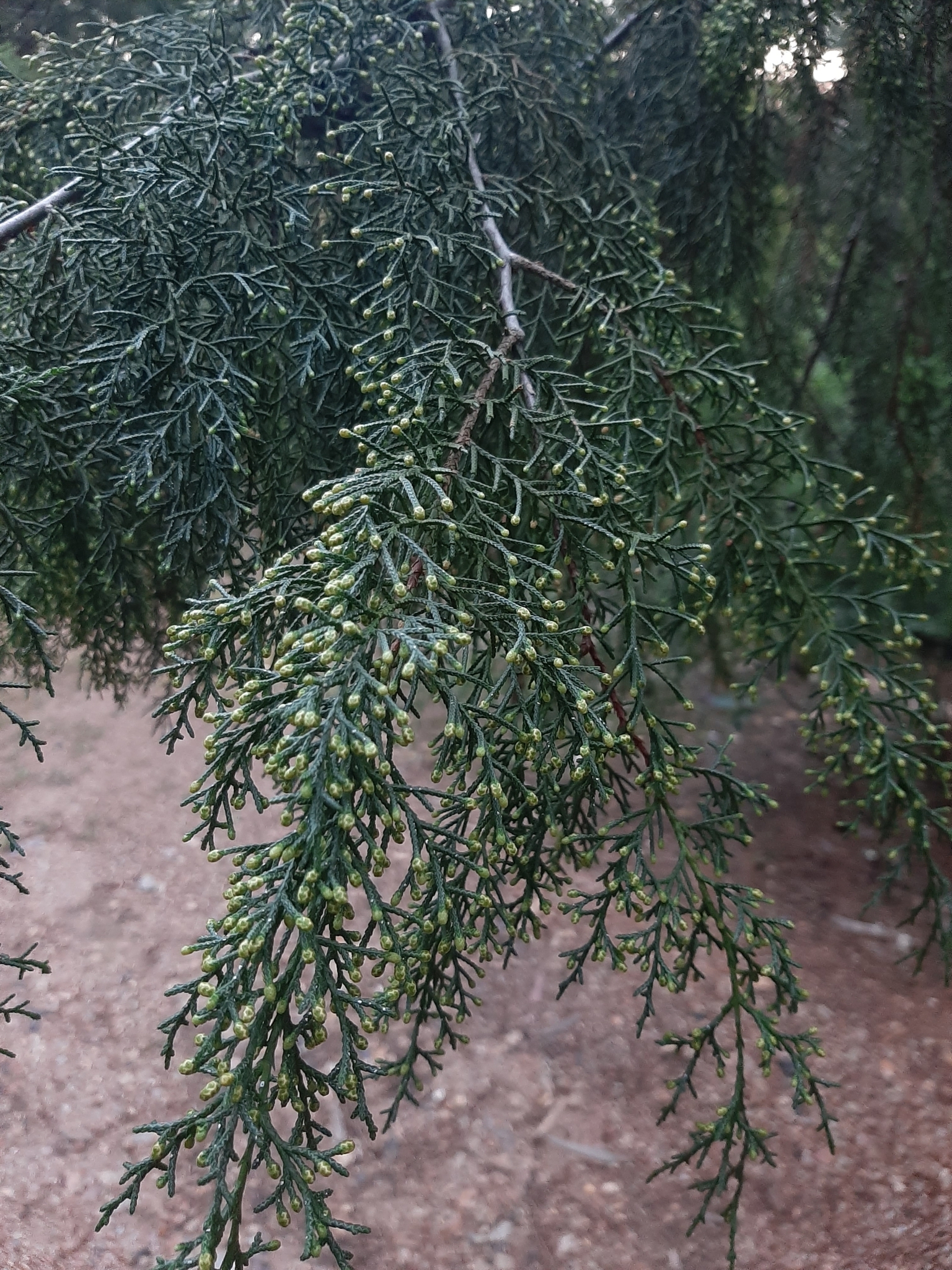 Imagem de Cedro-do-Buçaco