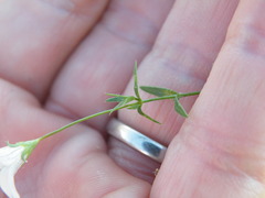 Wahlenbergia stellarioides