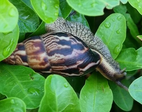 Limicolaria martensiana