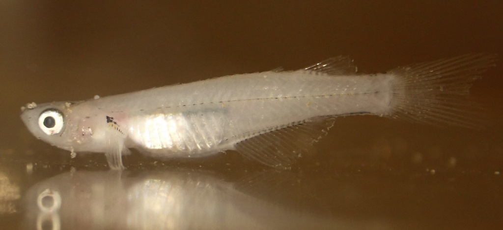 Smith's priapiumfish (Phenacostethus smithi) — Phallostethidae