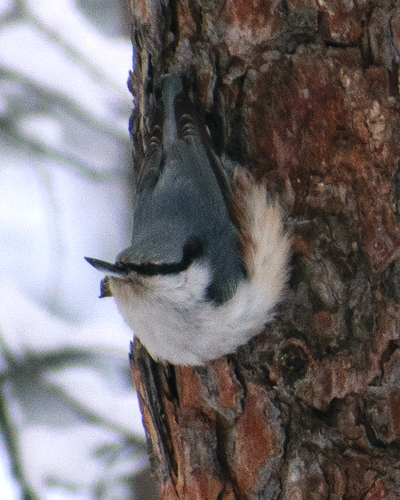 Siberian Nuthatch (Sitta arctica), photo 3