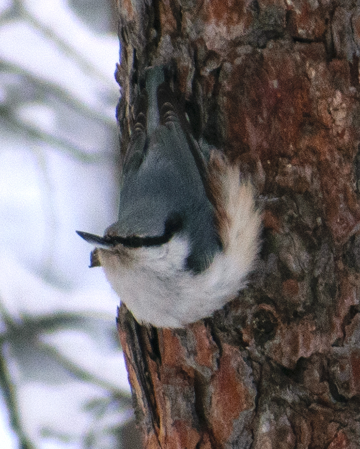 Siberian Nuthatch (Sitta arctica), photo 3