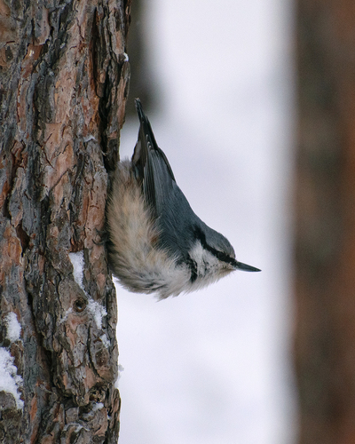 Siberian Nuthatch (Sitta arctica), photo 1