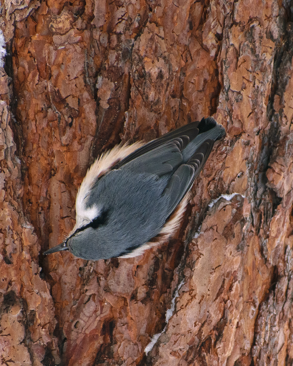 Siberian Nuthatch (Sitta arctica), photo 4