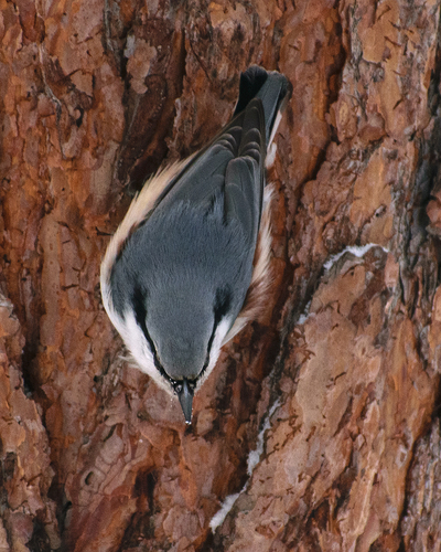 Siberian Nuthatch (Sitta arctica), photo 5