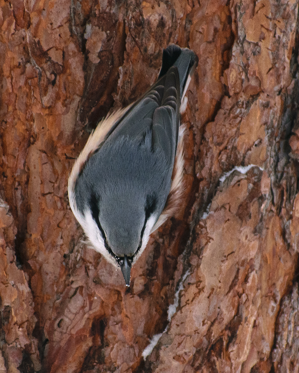 Siberian Nuthatch (Sitta arctica), photo 5