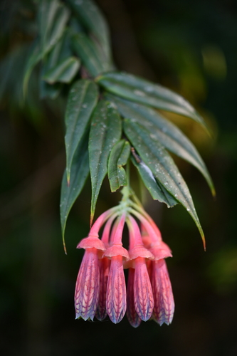 Agapetes neriifolia