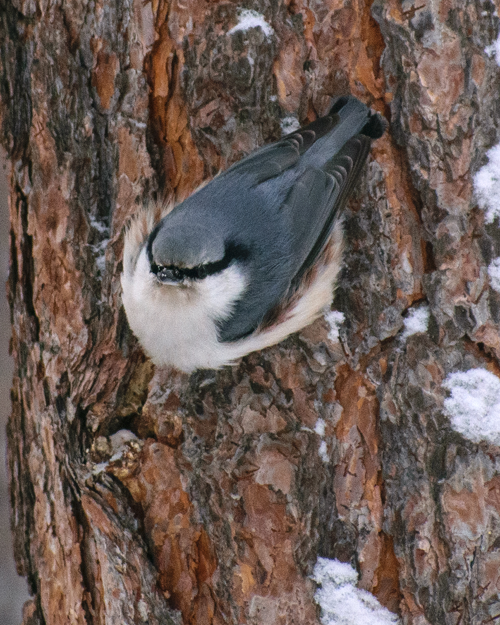 Siberian Nuthatch (Sitta arctica), photo 6