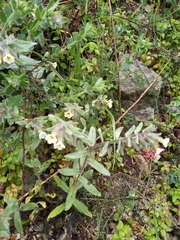 Alkanna corcyrensis