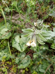 Alkanna corcyrensis