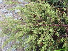 Artemisia desertorum