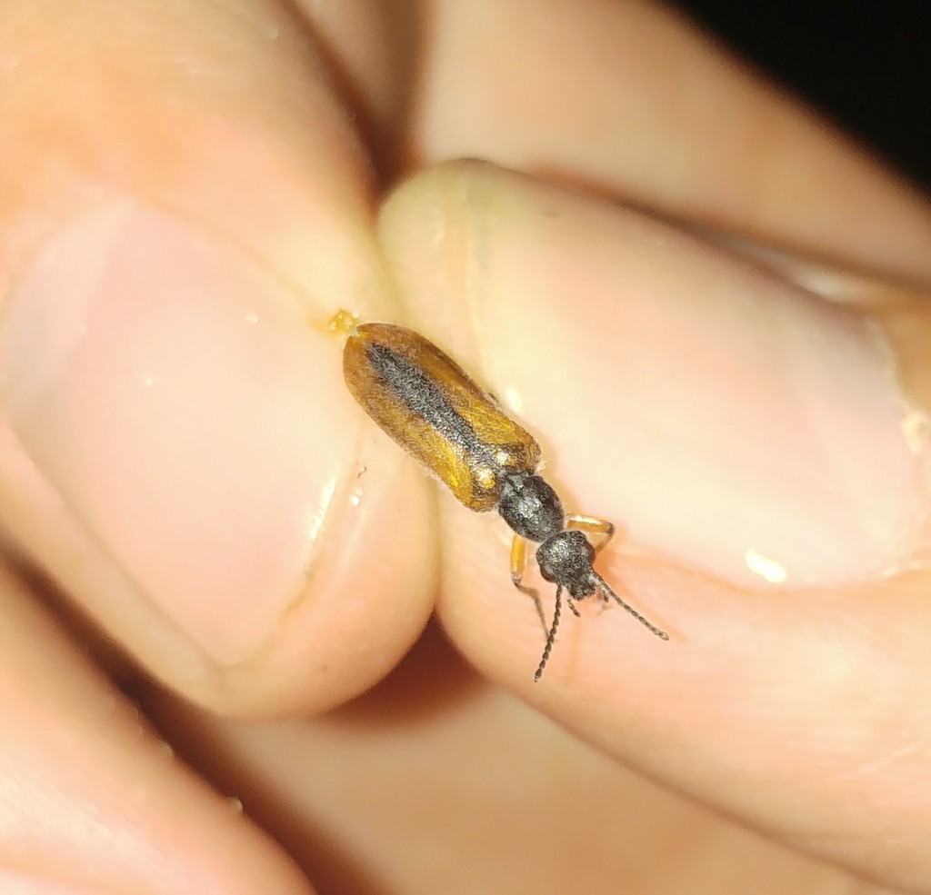 Lyttolydulus