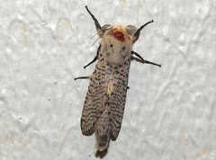 Polyphagozerra coffeae