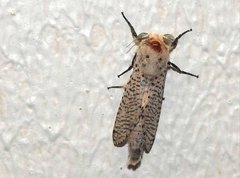 Polyphagozerra coffeae