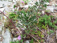 Artemisia desertorum