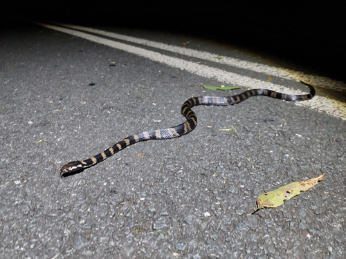 Stephens' Banded Snake sighting