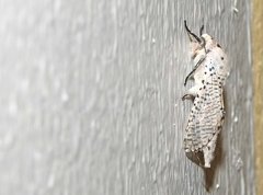 Polyphagozerra coffeae