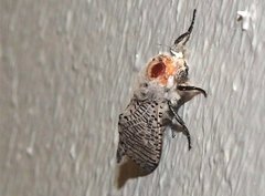 Polyphagozerra coffeae