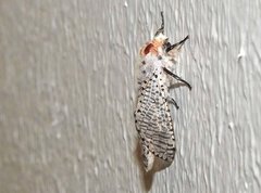 Polyphagozerra coffeae