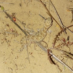 Stenodactylus sthenodactylus