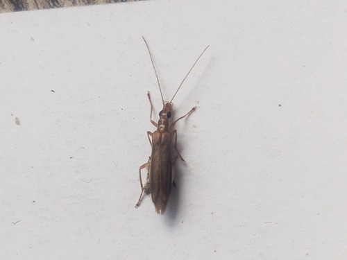 Dryopomera indica · iNaturalist