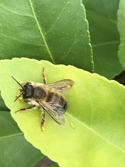 Osmia taurus