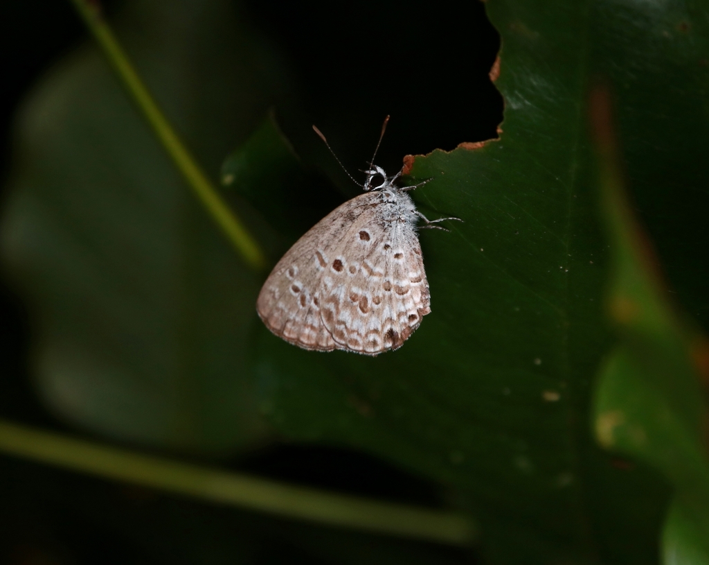 Lime Blue In January 2024 By Shaveen Madushka INaturalist   Large 