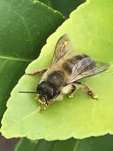 Taurus Orchard Bee
