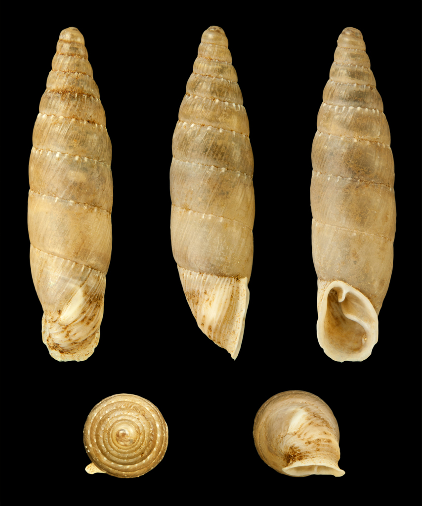 Charpentieria ornata