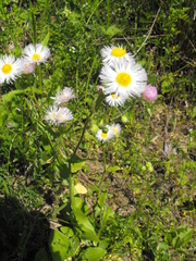 Erigeron strigosus strigosus
