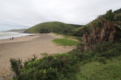 Ipomoea pes-caprae brasiliensis