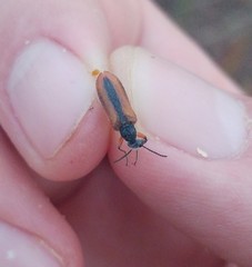 Lyttolydulus simplicicornis