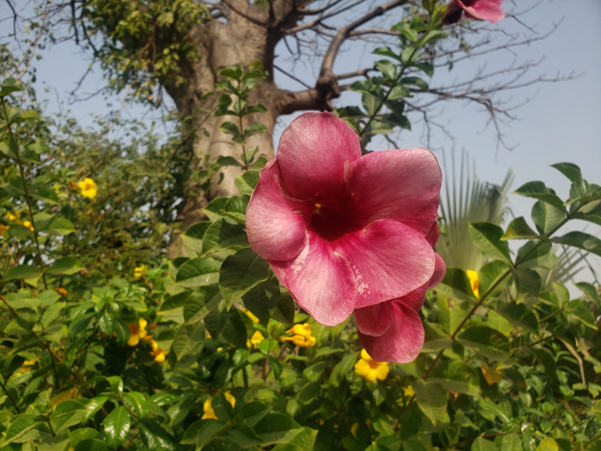 Imagem de Alamanda-roxa