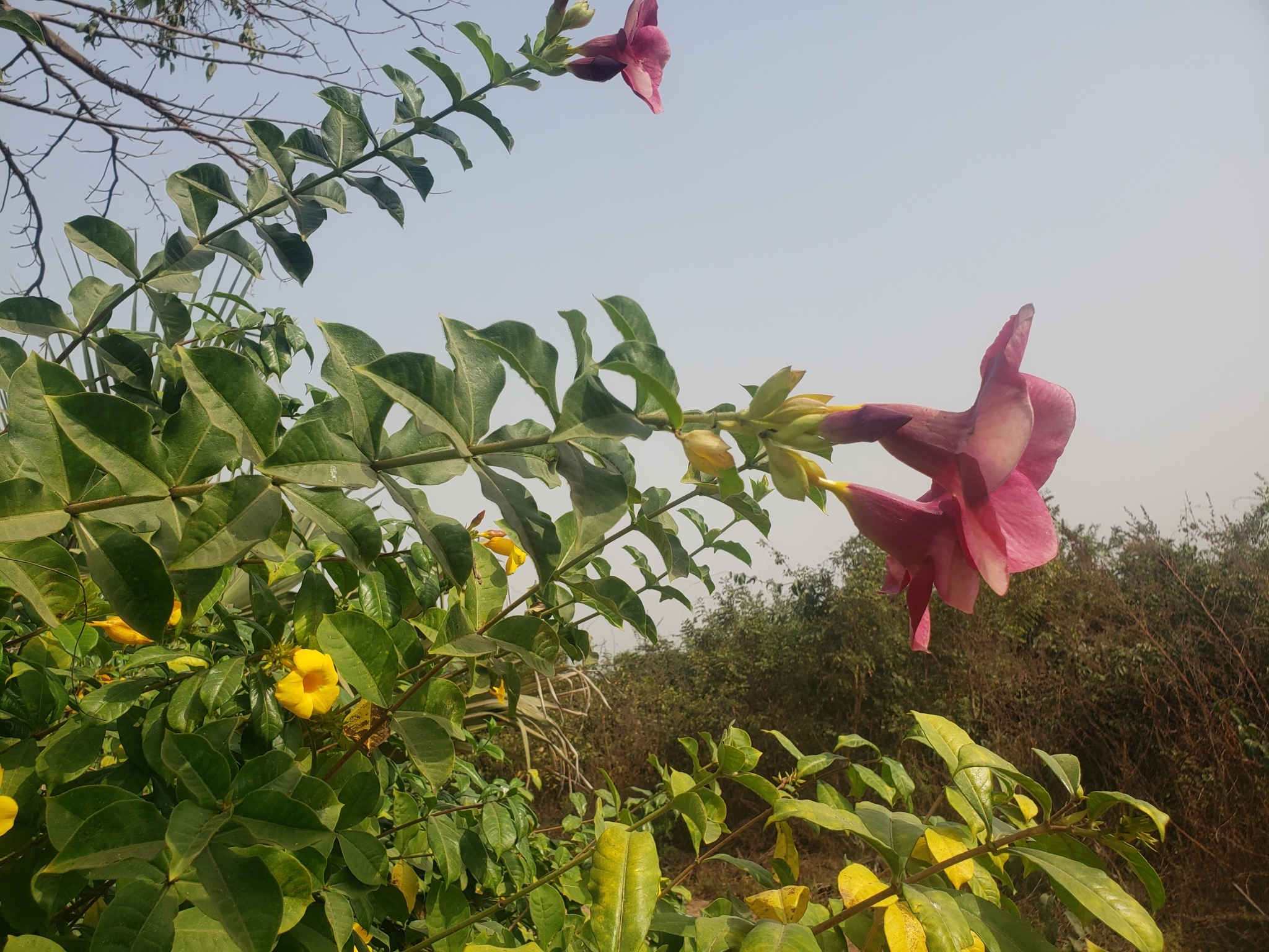 Imagem de Alamanda-roxa
