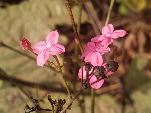 Image of Kohautia grandiflora by (c) Ben Costamagna, some rights reserved (CC BY)