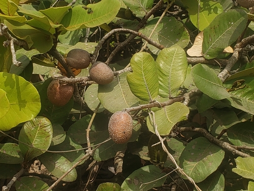 Neocarya macrophylla