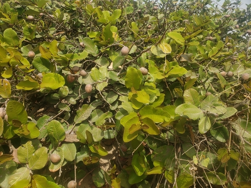 Image of Neocarya macrophylla by (c) Ben Costamagna, some rights reserved (CC BY)