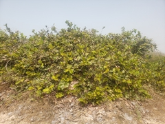 Neocarya macrophylla, photograph Ben Costamagna, CC BY, iNaturalist via GBIF
