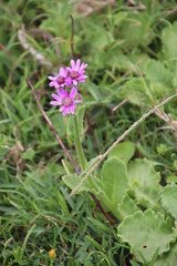 Senecio speciosus